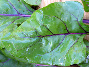 R�dbede Moulin Rouge