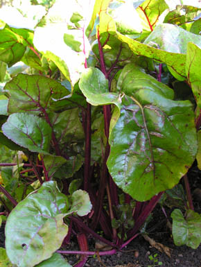 R�dbede Crapaudine