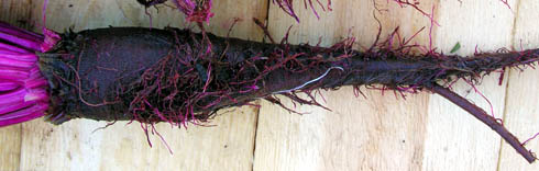 R�dbede Crapaudine