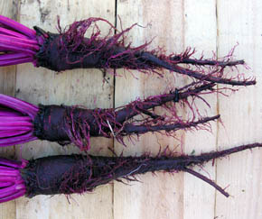 R�dbede Crapaudine