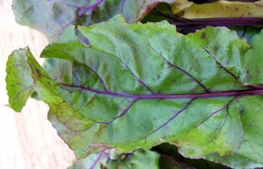 Bald af r�dbede Forono