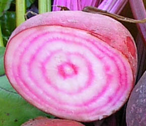 Chioggia r�dbede