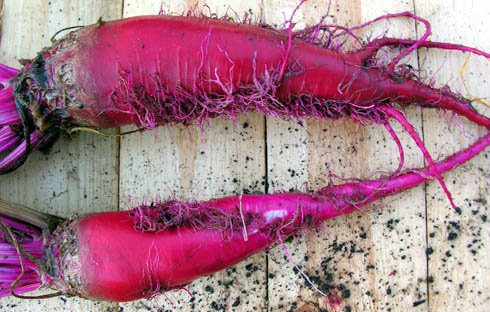 R�dbede Italian Rossa Mammouth