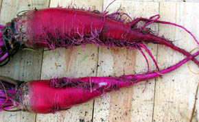 R�dbede Italian Rossa Mammouth