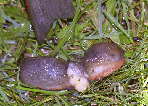 Hak dr�bersneglen over.