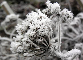 Gulerodssk�rm i rimfrost.