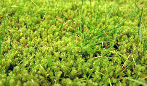 Mos i gr�spl�nen