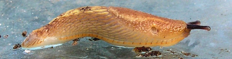 Dr�bersnegl, Arion vulgaris