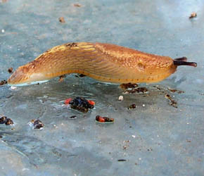 Dr�bersnegl, Arion vulgaris