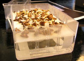 Bakke til spirepr�ve