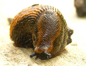 Dr�bersnegl, Arion vulgaris