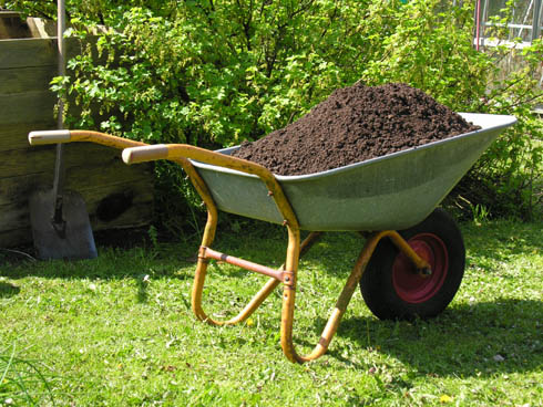 Trilleb�r med kompost