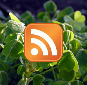 RSS feed p� gourmethaven