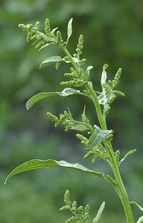 Havem�lde, Atriplex hortensis