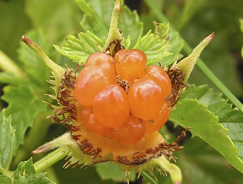 Guldb�r, Rubus xanthocarpus