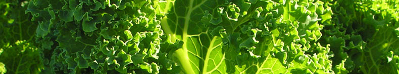 Gr�nk�l, H�j Anager, Toft� stamme