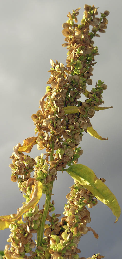 Fr� p� havem�lde Lille N�stved Skole