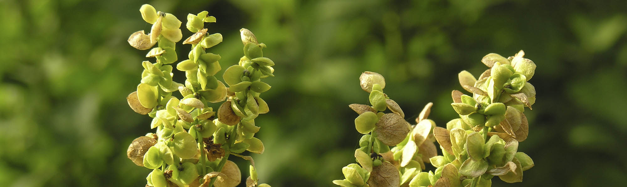 Fr� p� havem�lde Lille N�stved Skole