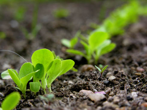 Sp�de salatplanter