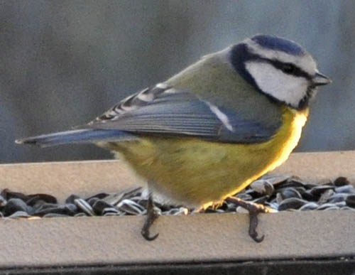 Bl�mejse, Parus caeruleus