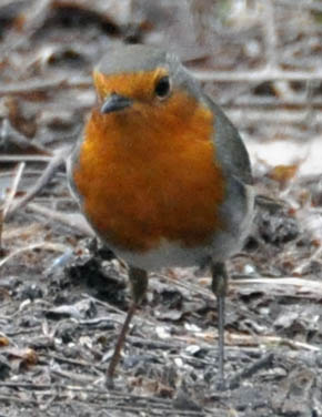 R�dhals, Erithacus rubecula