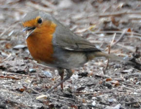 R�dhals, Erithacus rubecula