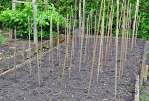 Her skal der plantes guler�dder til fr�avl.