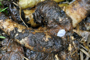 R�dne guler�dder