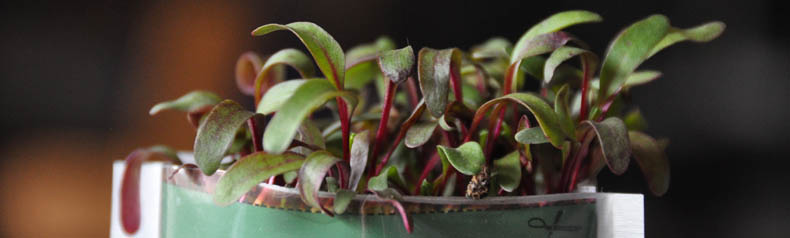 R�dbedespirer i vindueskarmen.