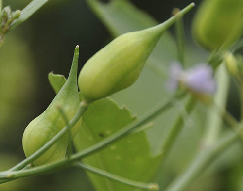 Fr�skulper fra radis