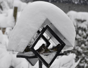 Fugle p� foderbr�t.