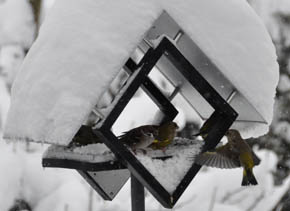 Fugle p� foderbr�t.