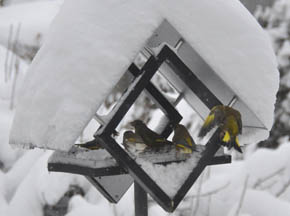 Fugle p� foderbr�t.