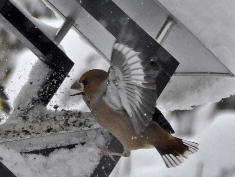 K�rnebider kommer til foderbr�t.