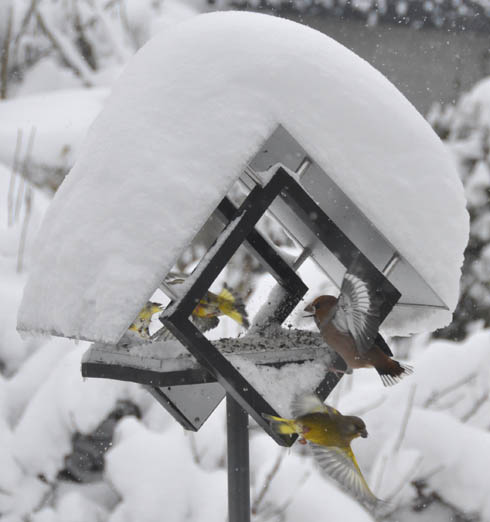 K�rnebider kommer til foderbr�t.