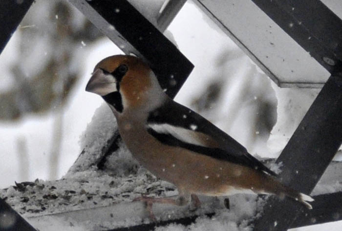 K�rnebider, Coccothraustes coccothraustes