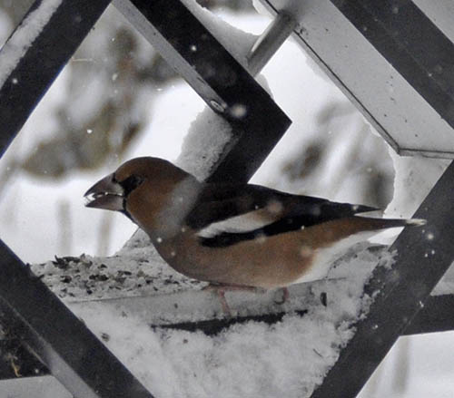 K�rnebider, Coccothraustes coccothraustes