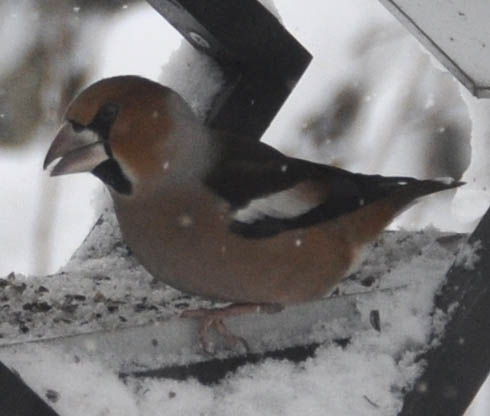 K�rnebider, Coccothraustes coccothraustes