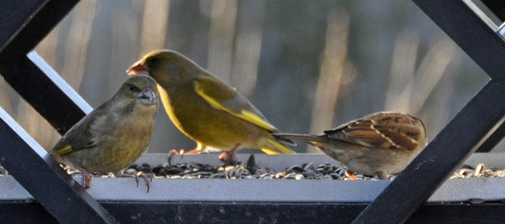 Gr�nirisk, Carduelis chloris