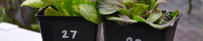 S�lvtusch kan skrive p� sorte potter