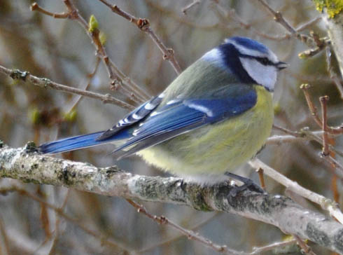 Bl�mejse, Parus caeruleus