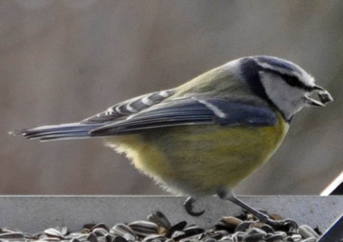 Bl�mejse, Parus caeruleus