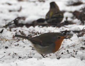 R�dhals, Erithacus rubecula