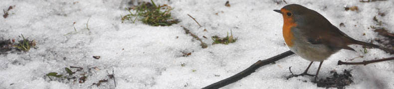 R�dhals, Erithacus rubecula