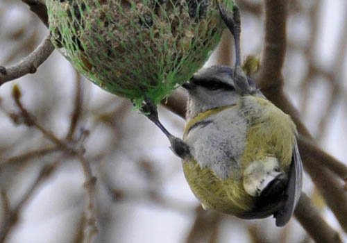 Bl�mejse, Parus caeruleus
