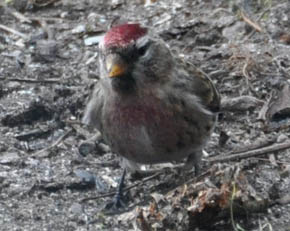 Stor gr�sisken, Carduelis flammea