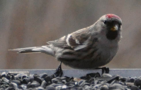 Stor gr�sisken, Carduelis flammea