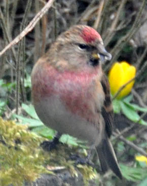Stor gr�sisken, Carduelis flammea