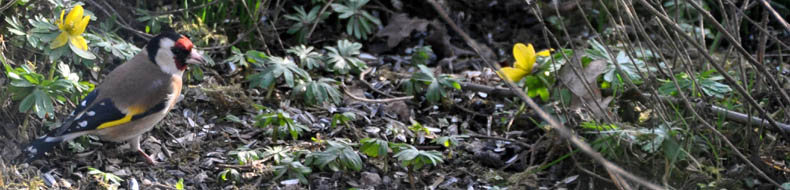 Stillits, Carduelis carduelis