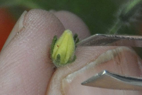 H�ndbest�vning af tomat.